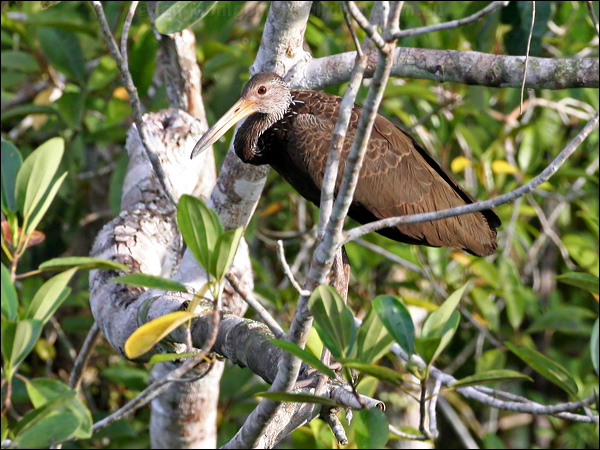 Limpkin limpkin_27064.psd