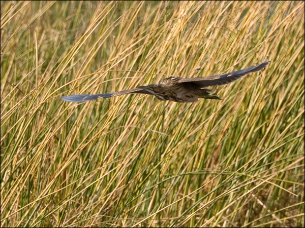 American Bittern american_bittern_109597.psd