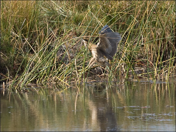 American Bittern american_bittern_109600.psd