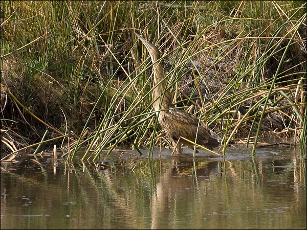 American Bittern american_bittern_109601.psd