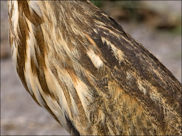 American Bittern american_bittern_109626.psd