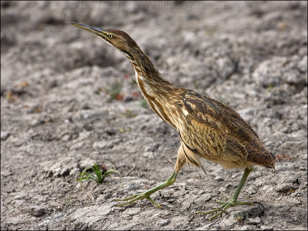 American Bittern american_bittern_109665.psd