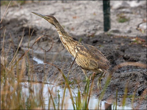 American Bittern american_bittern_109673.psd