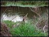 australasian_bittern_03017