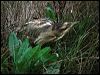australasian_bittern_03023