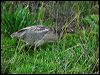 australasian_bittern_03043