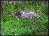 australasian_bittern_03054