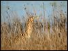 australasian_bittern_03169