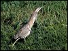 australasian_bittern_03781
