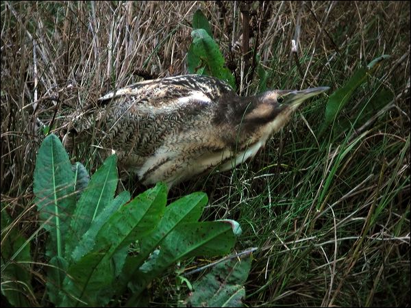 Australasian Bittern australasian_bittern_03023.jpg
