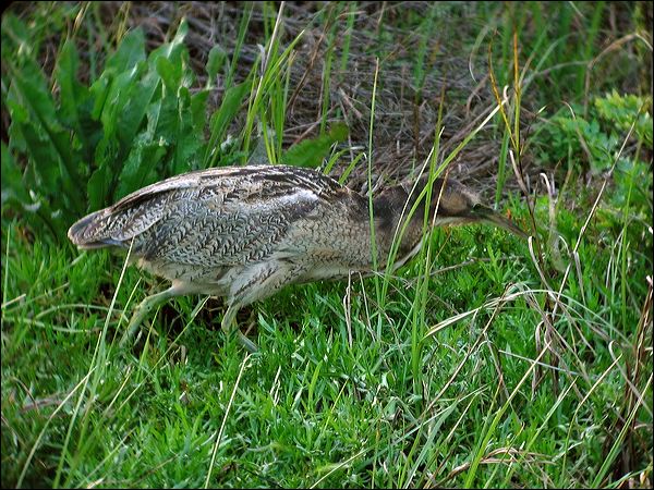 Australasian Bittern australasian_bittern_03043.jpg