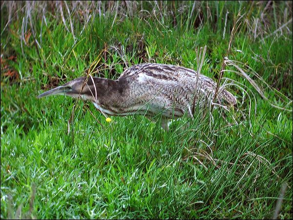 Australasian Bittern australasian_bittern_03054.jpg