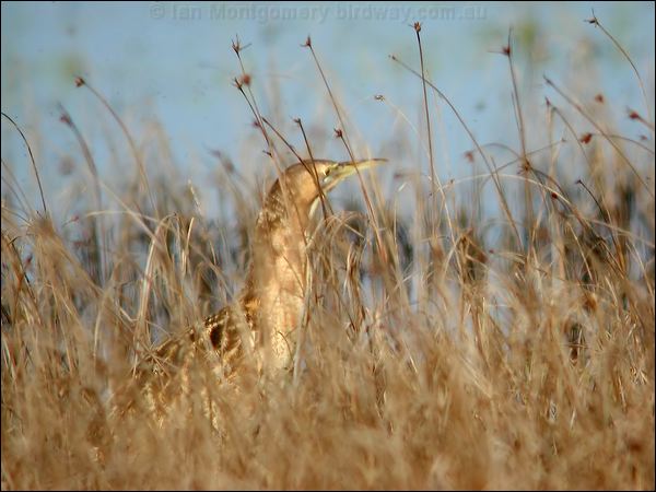 Australasian Bittern australasian_bittern_03169.jpg