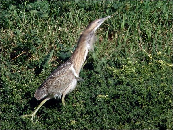 Australasian Bittern australasian_bittern_03781.jpg