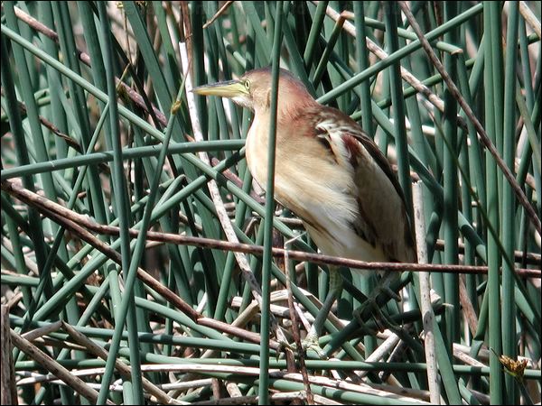 Black-backed Bittern aust_little_bittern_07387.jpg