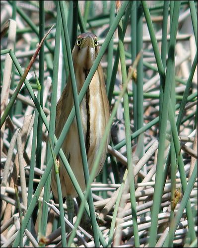 Black-backed Bittern aust_little_bittern_07391.jpg