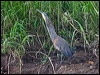 barethroattigerheron112627
