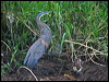barethroattigerheron112636