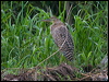 barethroattigerheron112637