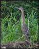 barethroattigerheron112640