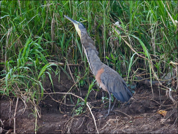 Bare-throated Tiger Heron barethroattigerheron112627.psd