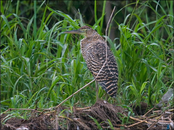 Bare-throated Tiger Heron barethroattigerheron112637.psd