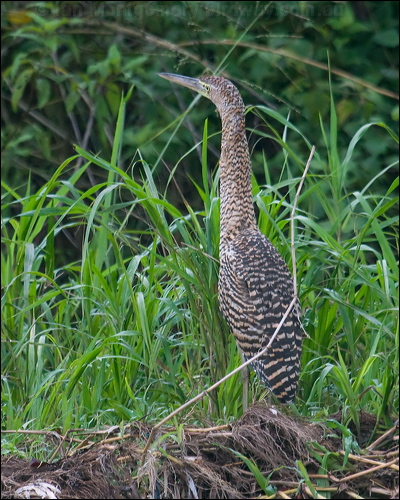 Bare-throated Tiger Heron barethroattigerheron112640.psd