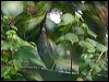 black_bittern_168568