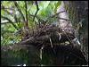 black_bittern_168577