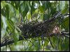 black_bittern_168623