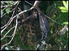 black_bittern_168632