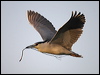 Click here to enter gallery and see photos of Black-crowned Night-Heron