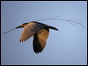 blkcrown_nightheron_66545