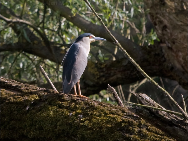 Black-crowned NIght Heron blkcrown_nightheron_169445.psd