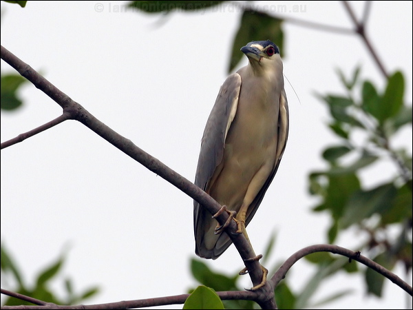 Black-crowned NIght Heron blkcrown_nightheron_27144.jpg