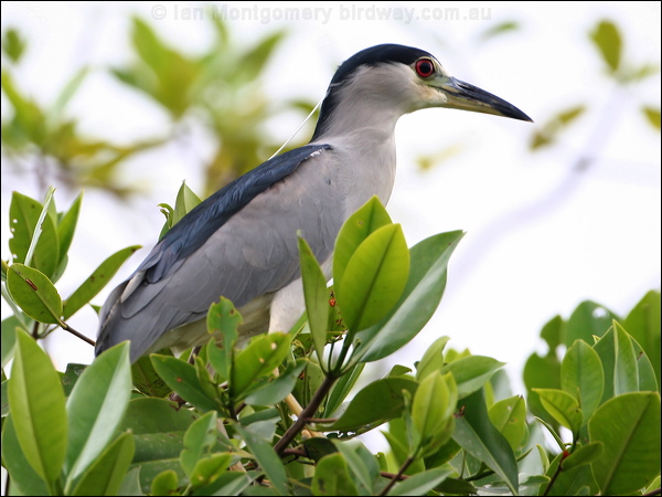 Black-crowned NIght Heron blkcrown_nightheron_27226.jpg