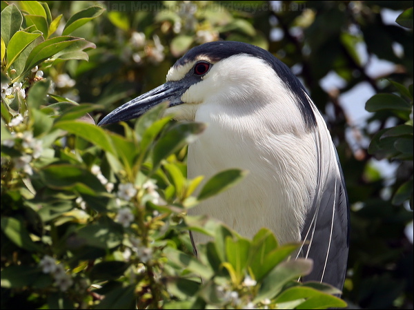 Black-crowned NIght Heron blkcrown_nightheron_66269.psd