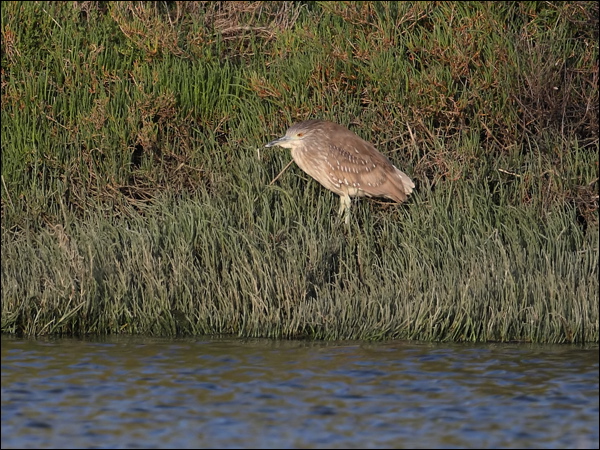 Black-crowned NIght Heron blkcrown_nightheron_66526.psd
