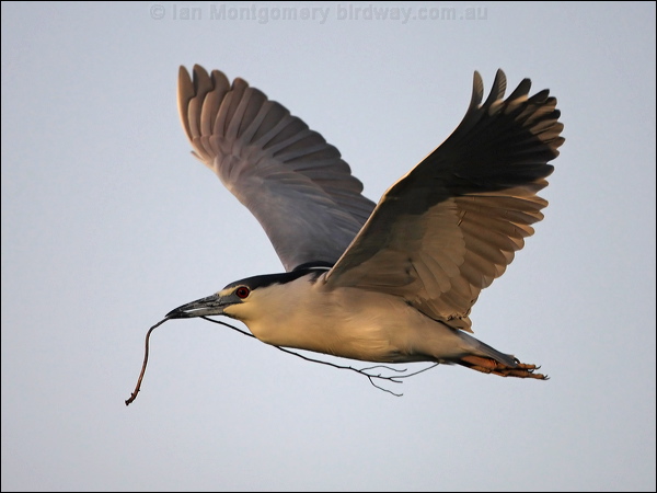 Black-crowned NIght Heron blkcrown_nightheron_66528.psd