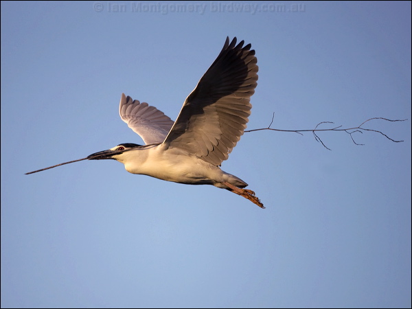 Black-crowned NIght Heron blkcrown_nightheron_66542.psd