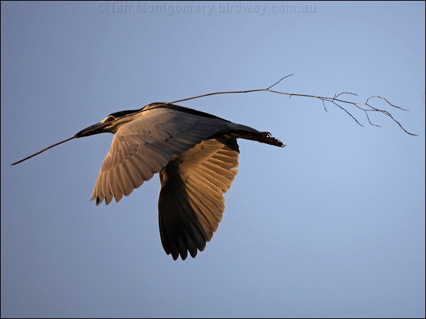 Black-crowned NIght Heron blkcrown_nightheron_66545.psd