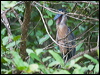 boat_billed_heron_112746