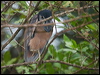boat_billed_heron_112756