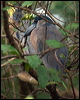 boat_billed_heron_112781