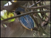 boat_billed_heron_205667