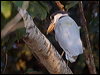 boat_billed_heron_205759