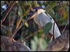boat_billed_heron_205770