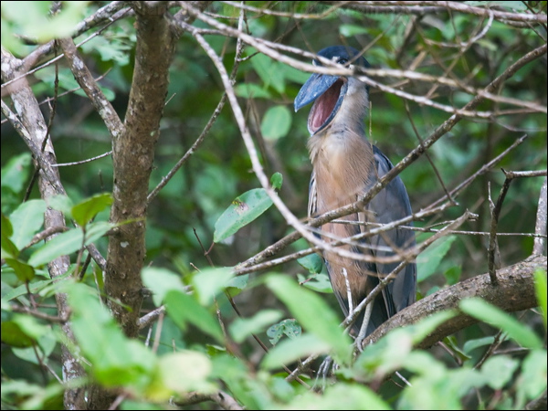 Boat-billed Heron boat_billed_heron_112746.psd