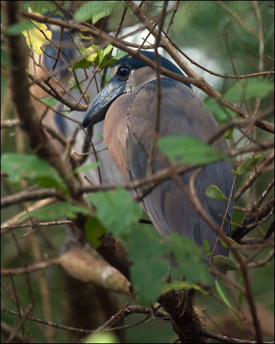 Boat-billed Heron boat_billed_heron_112781.psd