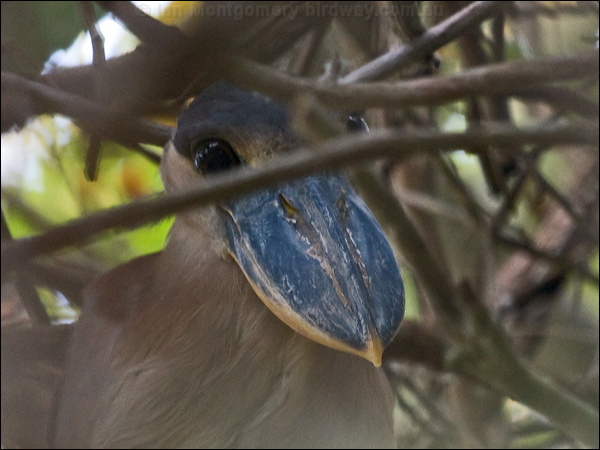 Boat-billed Heron boat_billed_heron_205667.psd